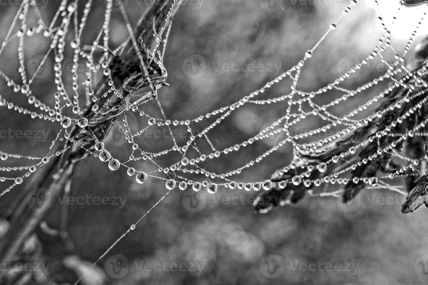 l'automne araignée la toile dans le brouillard sur une plante avec gouttelettes de l'eau photo