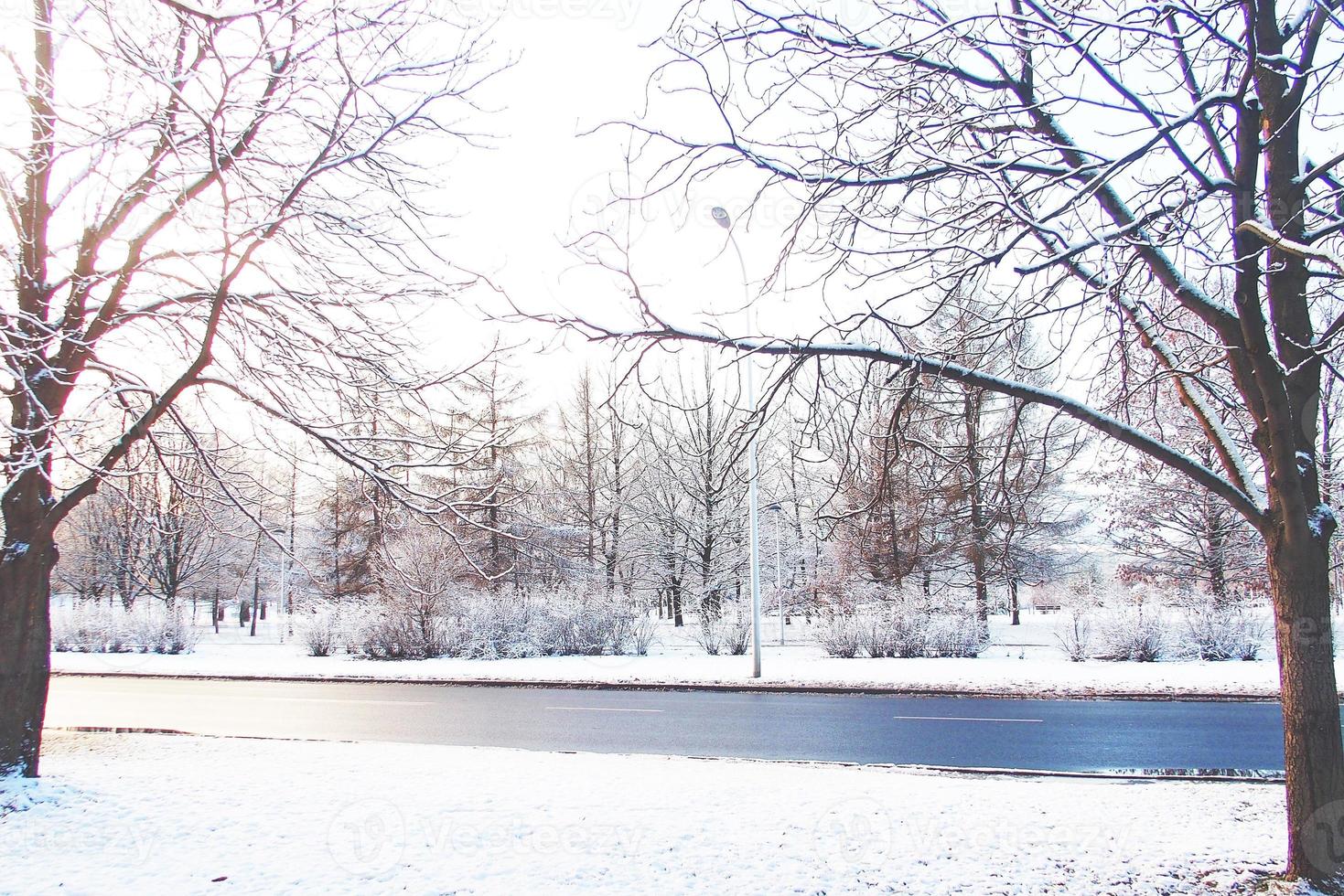 hiver paysage avec Frais neige et des arbres photo