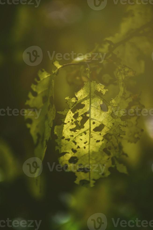 ajouré l'automne feuilles dans le Soleil photo