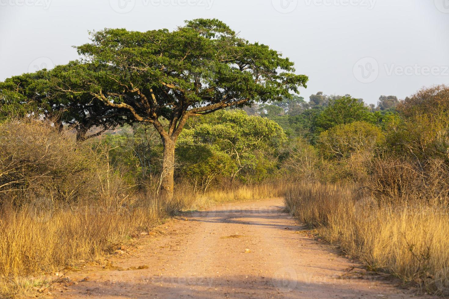 gravier route et vert arbre dans Kruger np photo