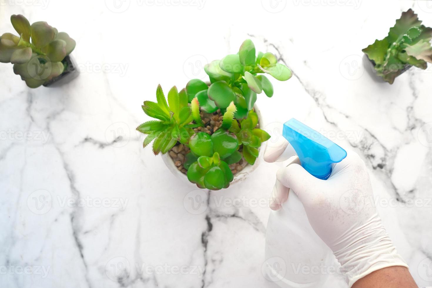 Personne pulvérisant de l'eau sur une plante photo