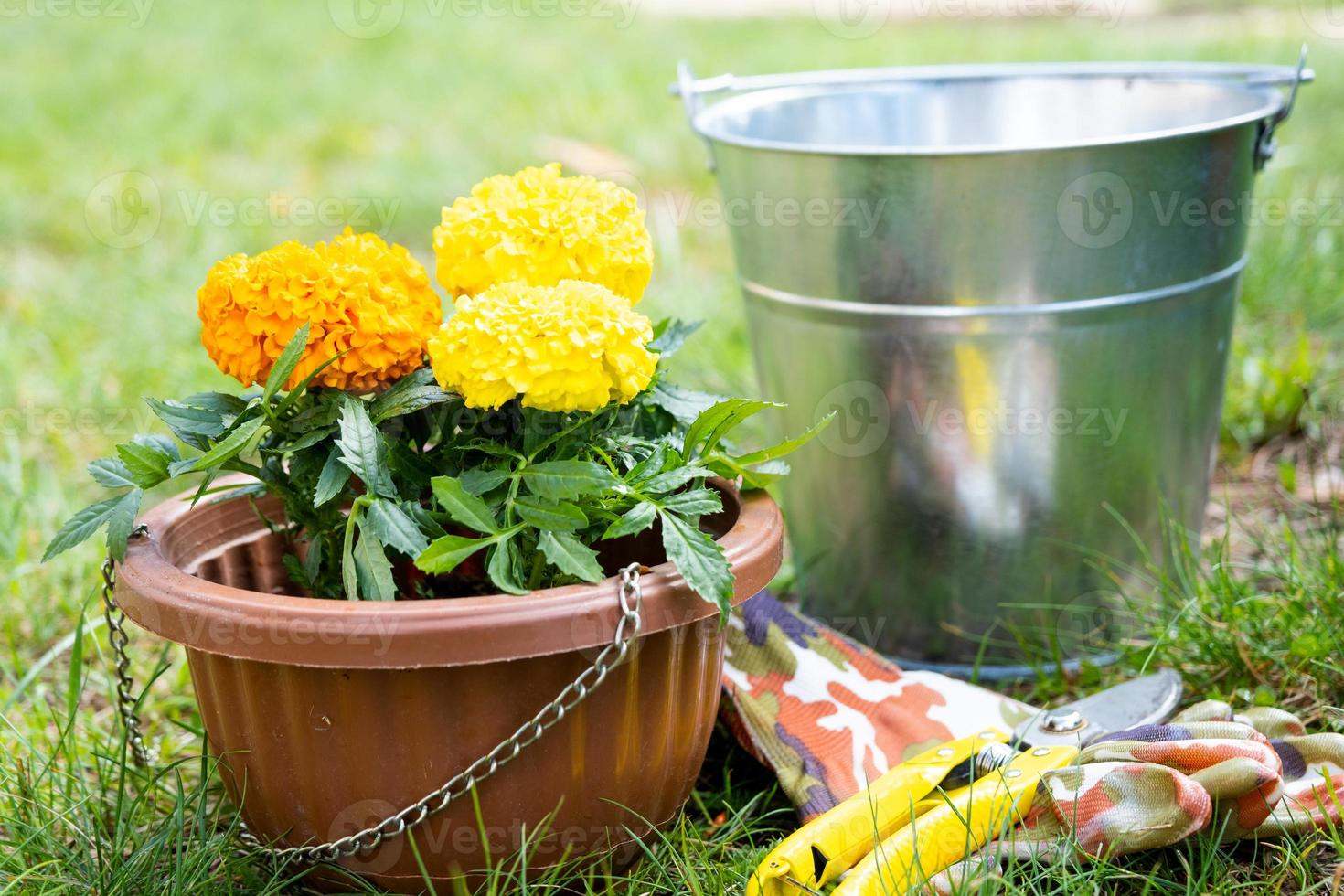 Jaune et Orange souci semis avec les racines sont préparé pour plantation dans le ouvert sol dans printemps. sans prétention jardin fleurs dans le mains de une jardinier, fleur lit et Cour se soucier photo