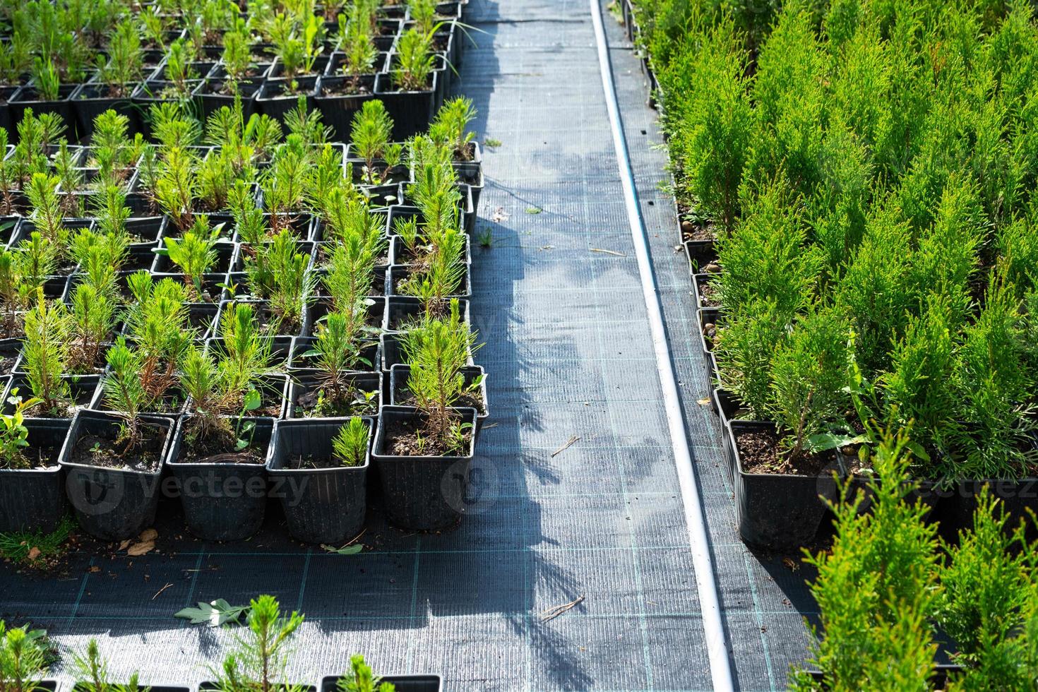 garderie de conifère les plantes dans des pots avec une fermé racine pour plantation sur votre jardin parcelle. photo