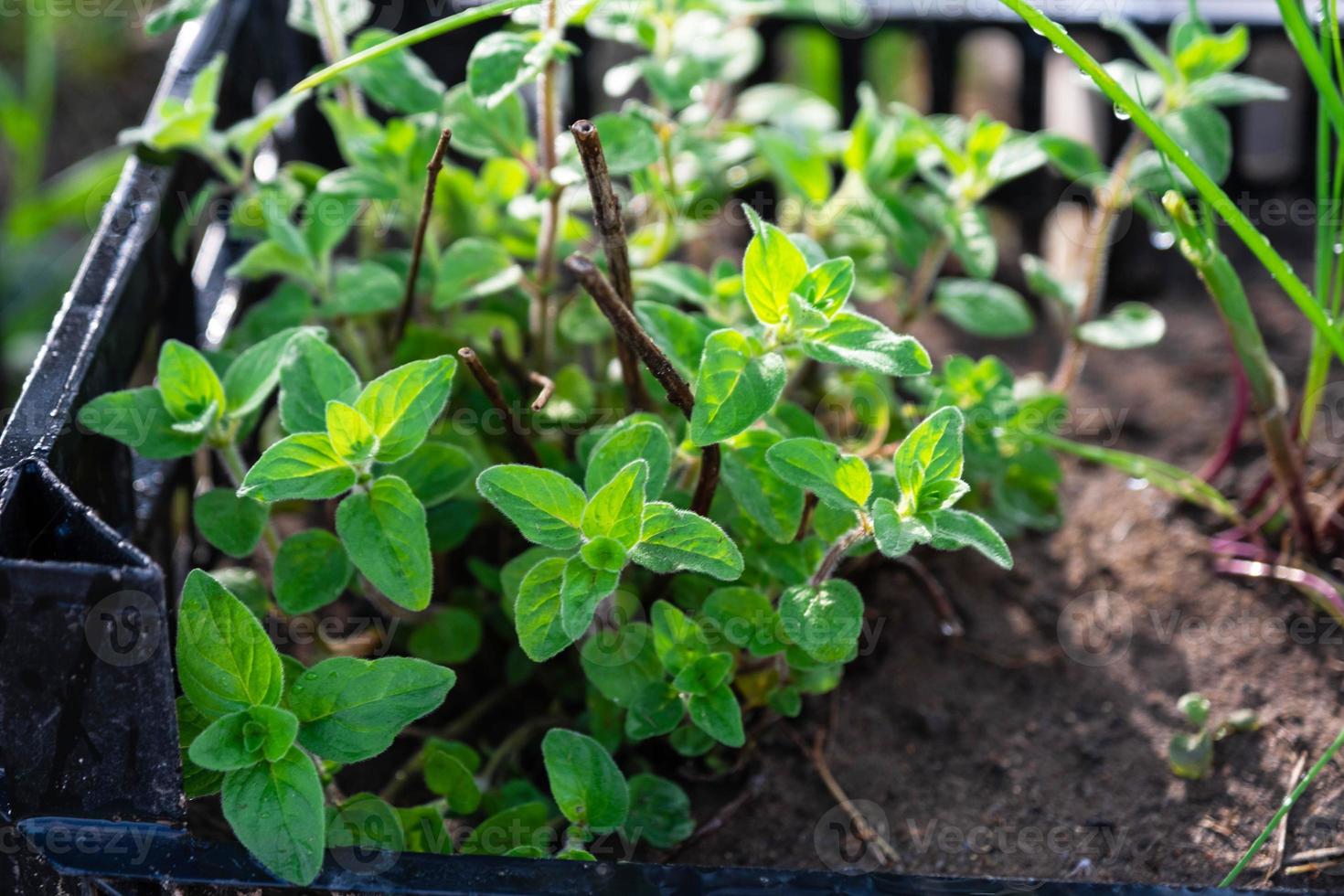 cultivation de respectueux de la nature herbes dans le jardin oignon, menthe, thym photo