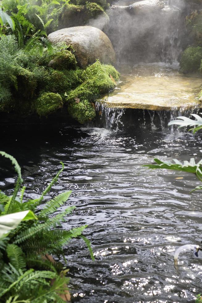 variétés de plantes à feuillage de forêt tropicale humide photo