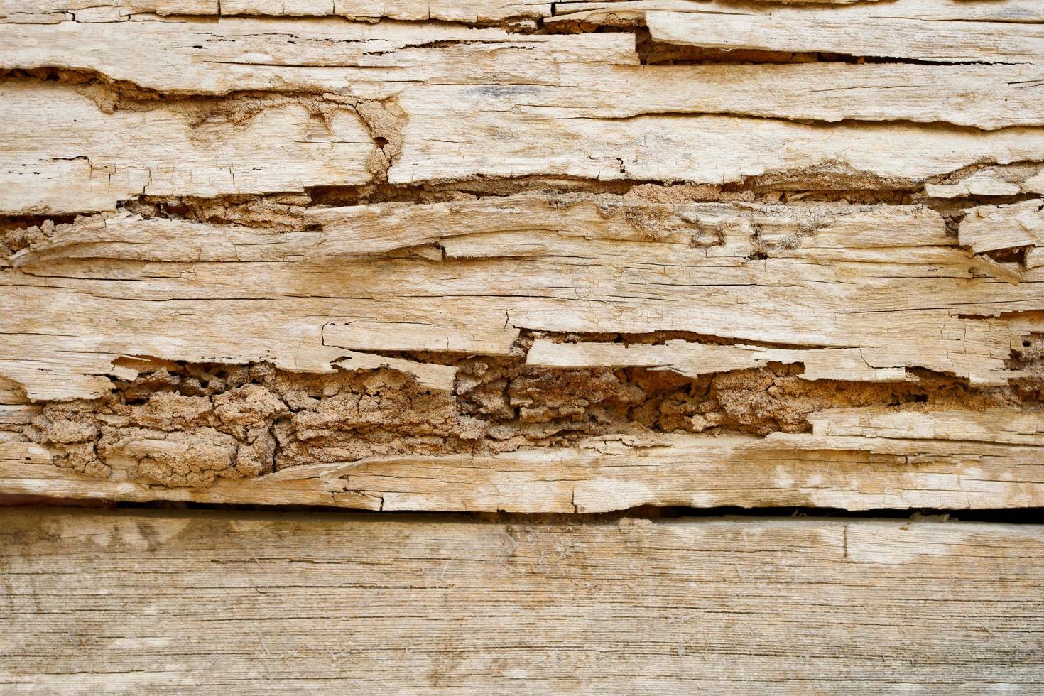 termites manger bois rabat surfaces avec des fissures et trous, les texture de le mur de un vieux maison fabriqué de en bois planches est usé par les termites. photo
