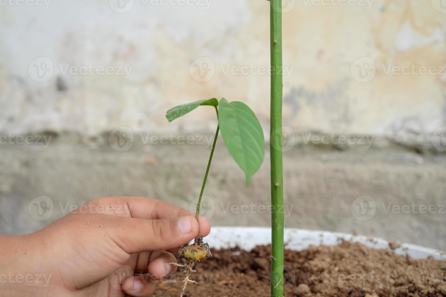 enfant en portant Jeune semis plante dans main pour plantation dans sol. Terre journée concept photo