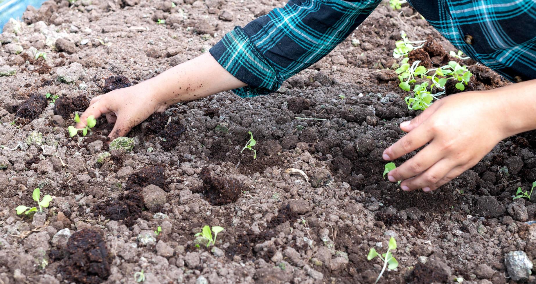 fermer agriculteur femelle main plantation germer avec le vert salade dans fertile sol. photo