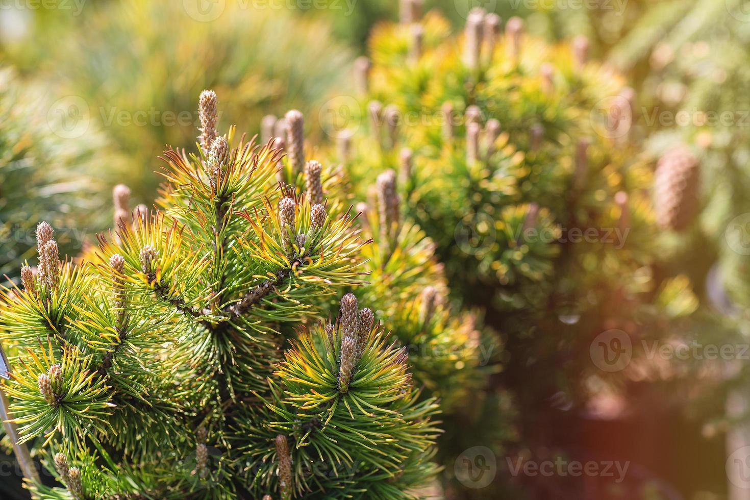 Jeune choux sur pin arbre dans jardin garderie magasin photo