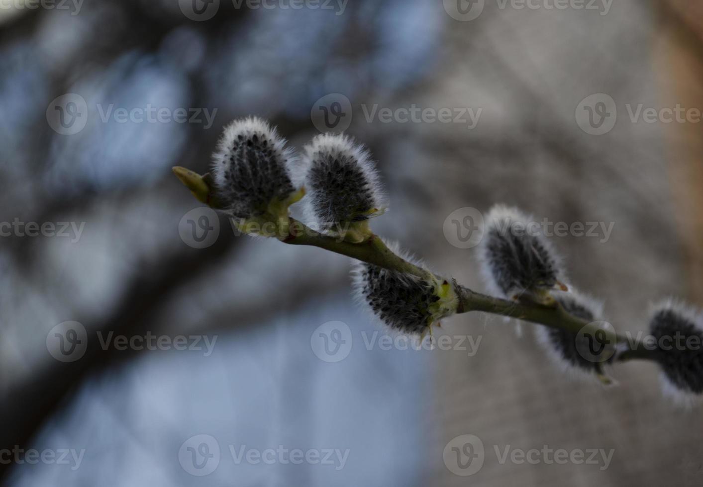 de bonne heure printemps. chatte-saule sur le flou Contexte. printemps journée dans le parc. photo