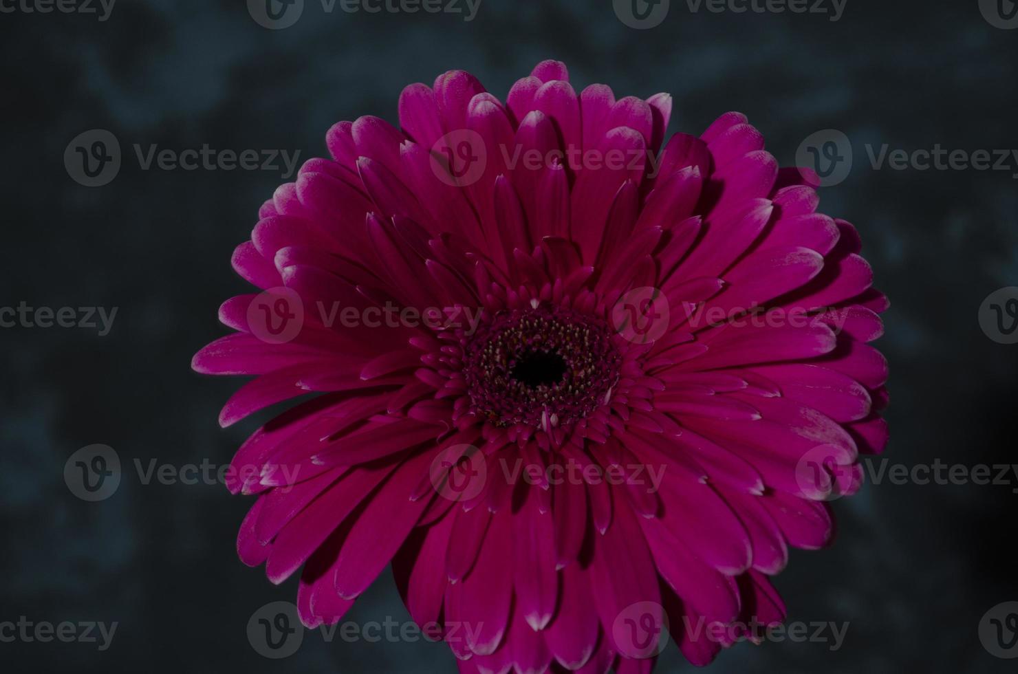 Gerber Marguerite sur le foncé Contexte. rose fleur fermer. brillant Frais la nature fleur. photo