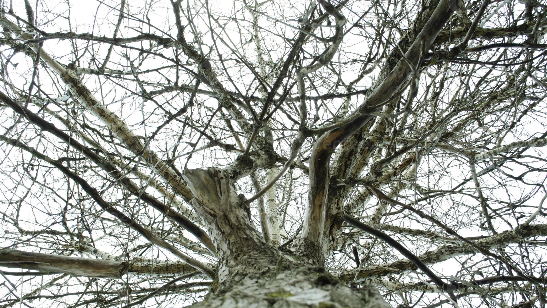 à la recherche en haut. ciel par le arbre branches. vue par le arbre. photo