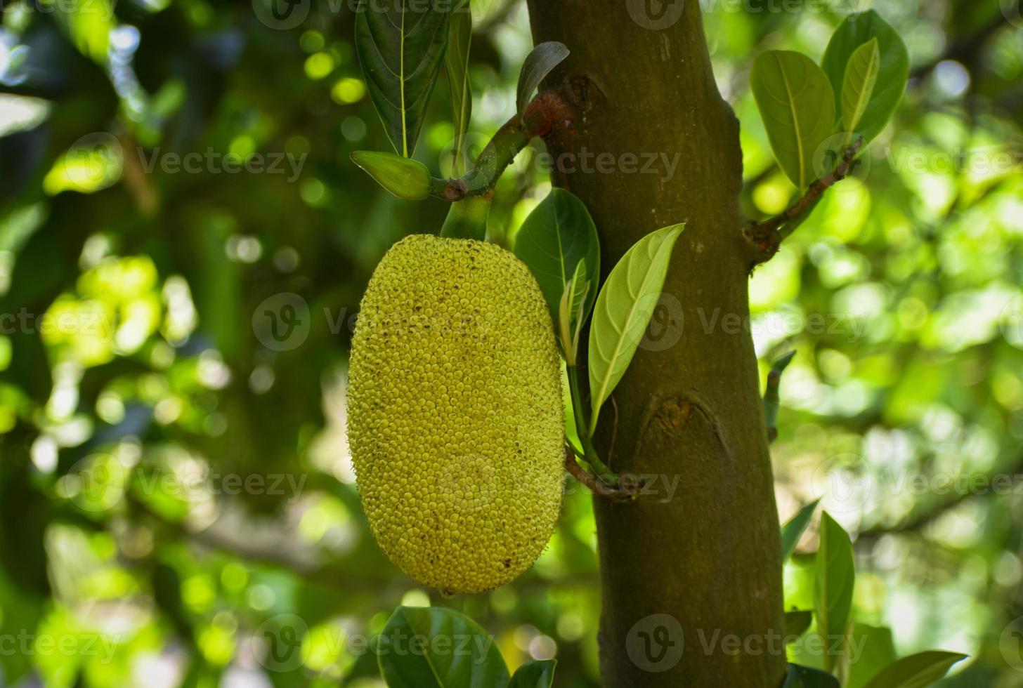 vert jacquier pendaison de une arbre, prometteur une délicieux, sarriette repas lorsque pleinement mûr photo