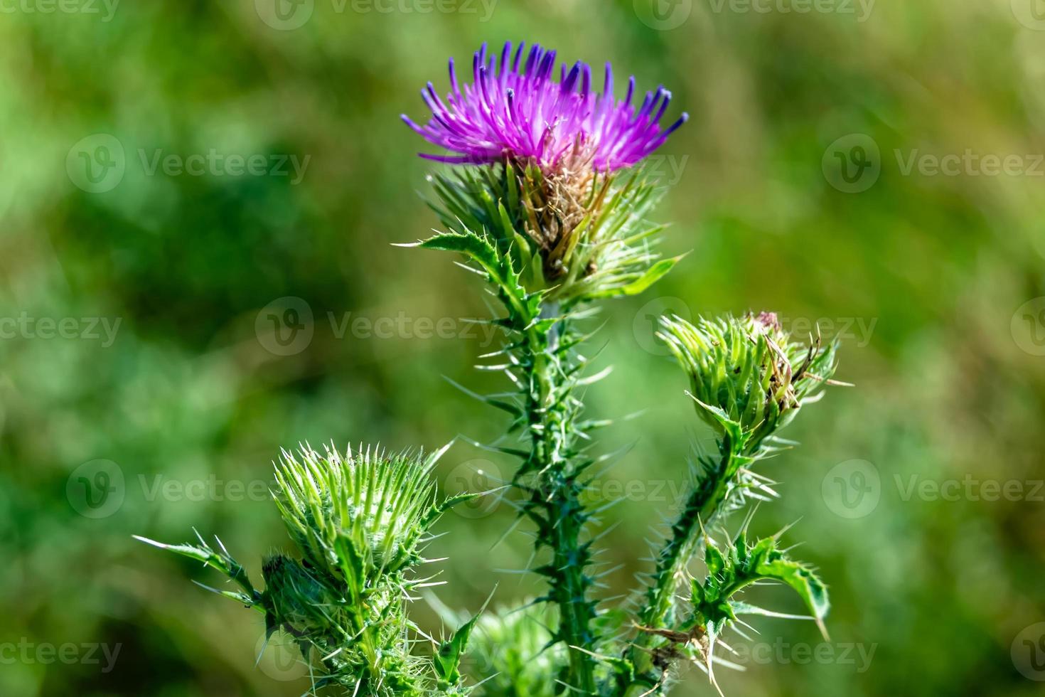 belle racine de fleur de plus en plus bardane chardon sur fond prairie photo