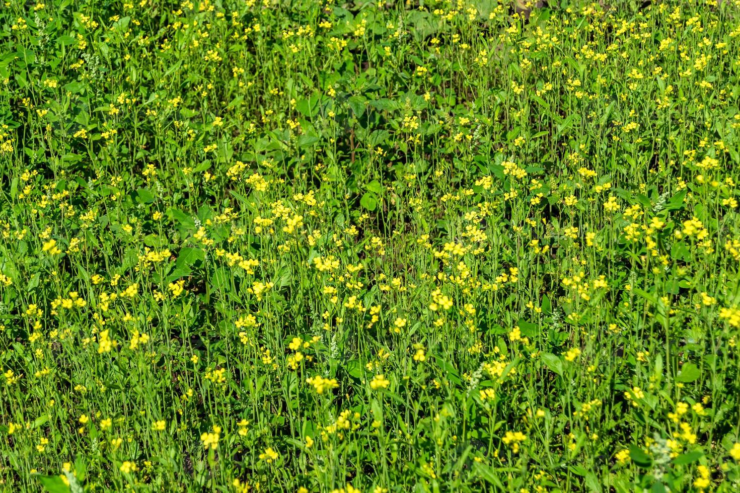 photographie sur le thème de la moutarde de fleurs sauvages fines sur fond de prairie photo