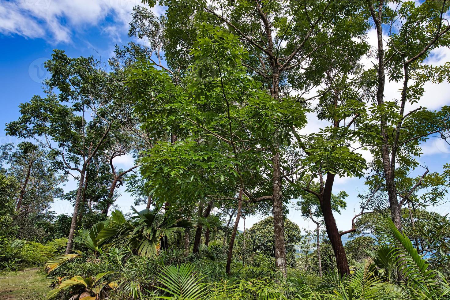 thé taverne marcher, voleur et mille-pattes paume et eucalyptus arbre, restauration, mahe les Seychelles photo