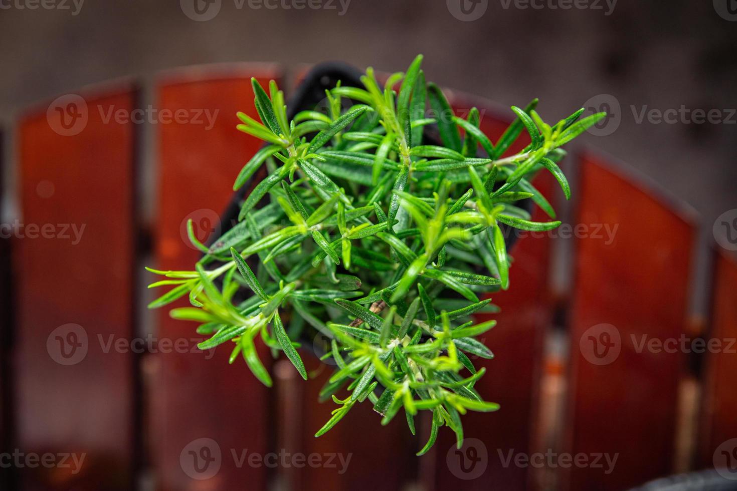 Romarin pot intérieur plante fleur dans pot nourriture pimenter casse-croûte sur le table copie espace nourriture Contexte rustique Haut vue photo