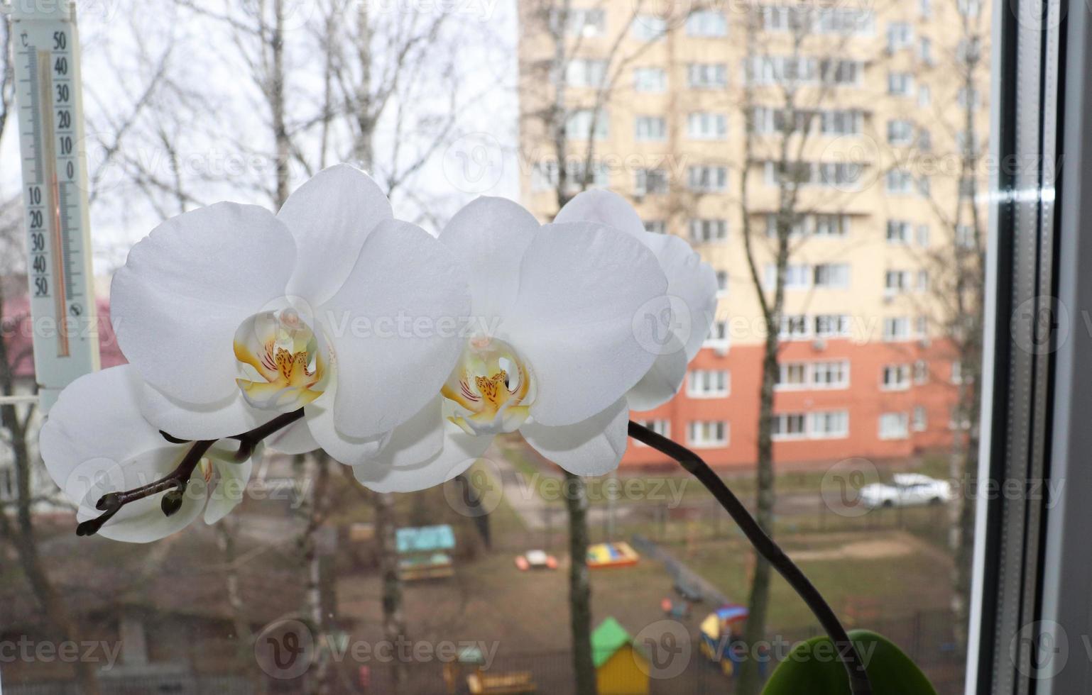 photo fleurs de une blanc orchidée phalaenopsis