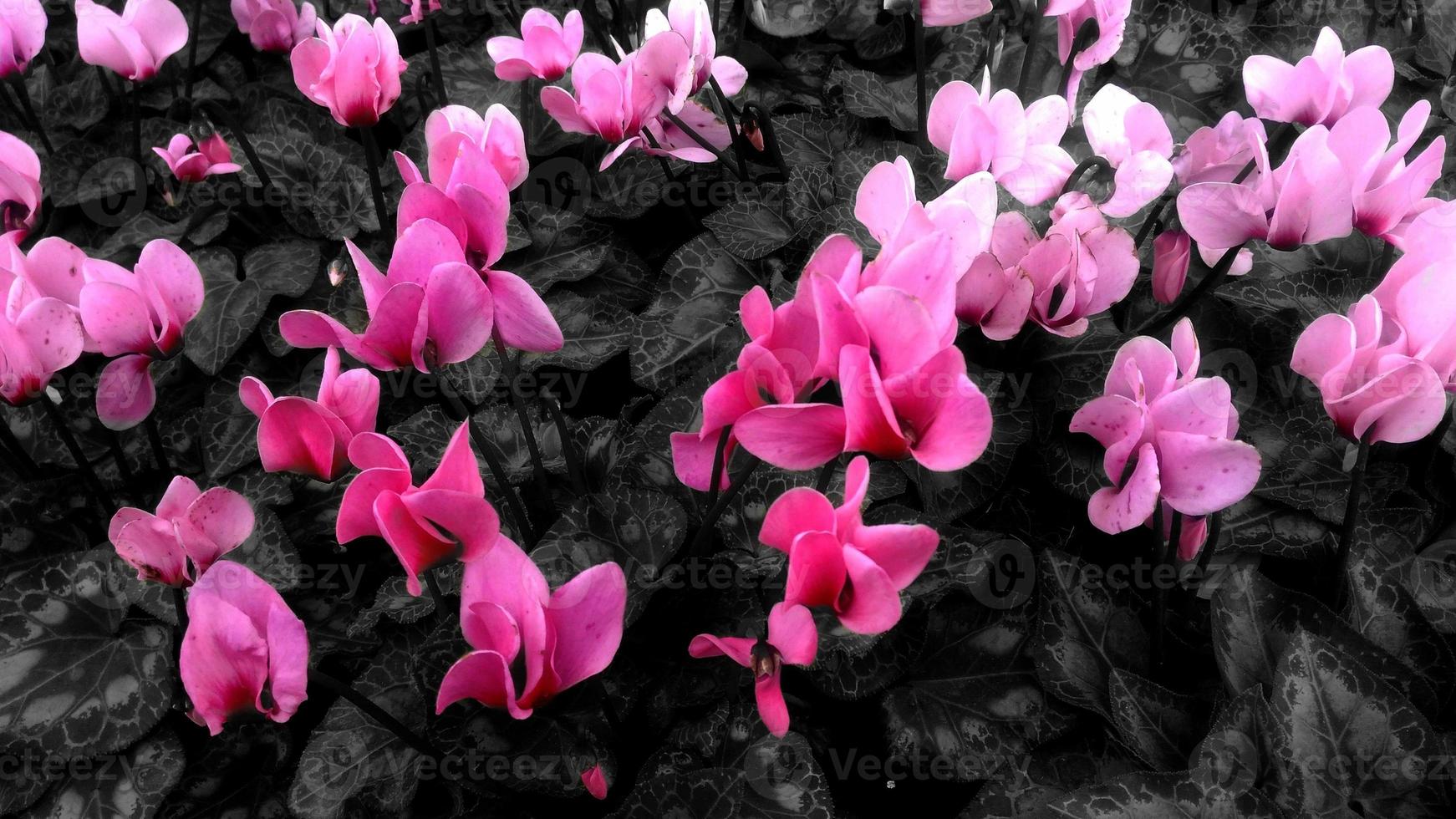 rose cyclamen fleurs embrasé sur noir Contexte photo