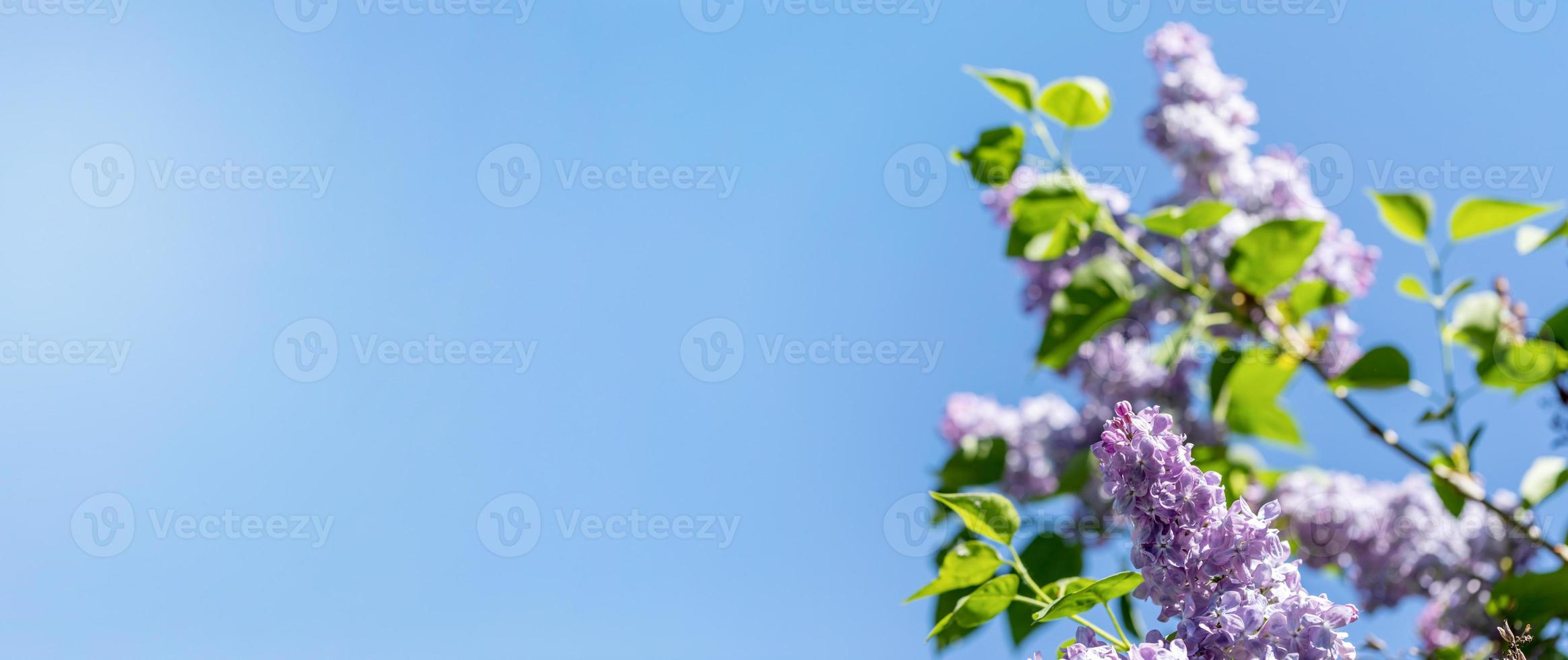 printemps lilas branches proche en haut contre ensoleillé bleu ciel. bannière. copie espace. sélectif se concentrer. photo