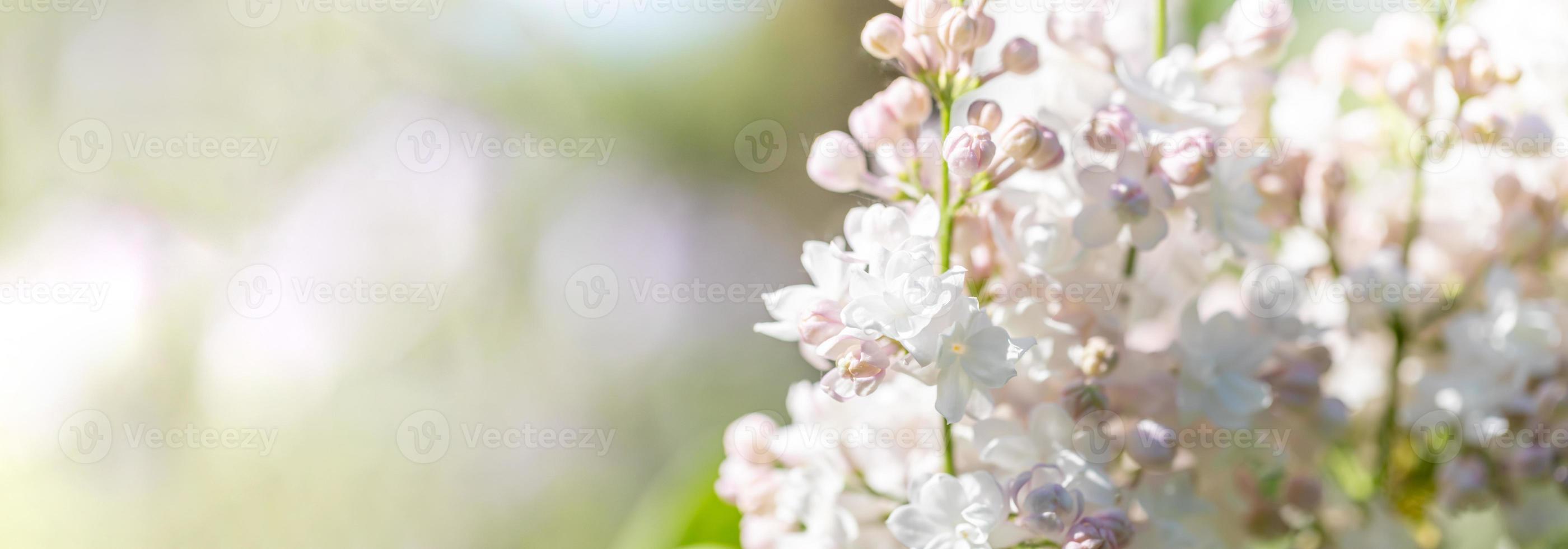 doux rose-blanc lilas branches sur flou verdure toile de fond. bannière. mariage ou de la mère journée carte. photo