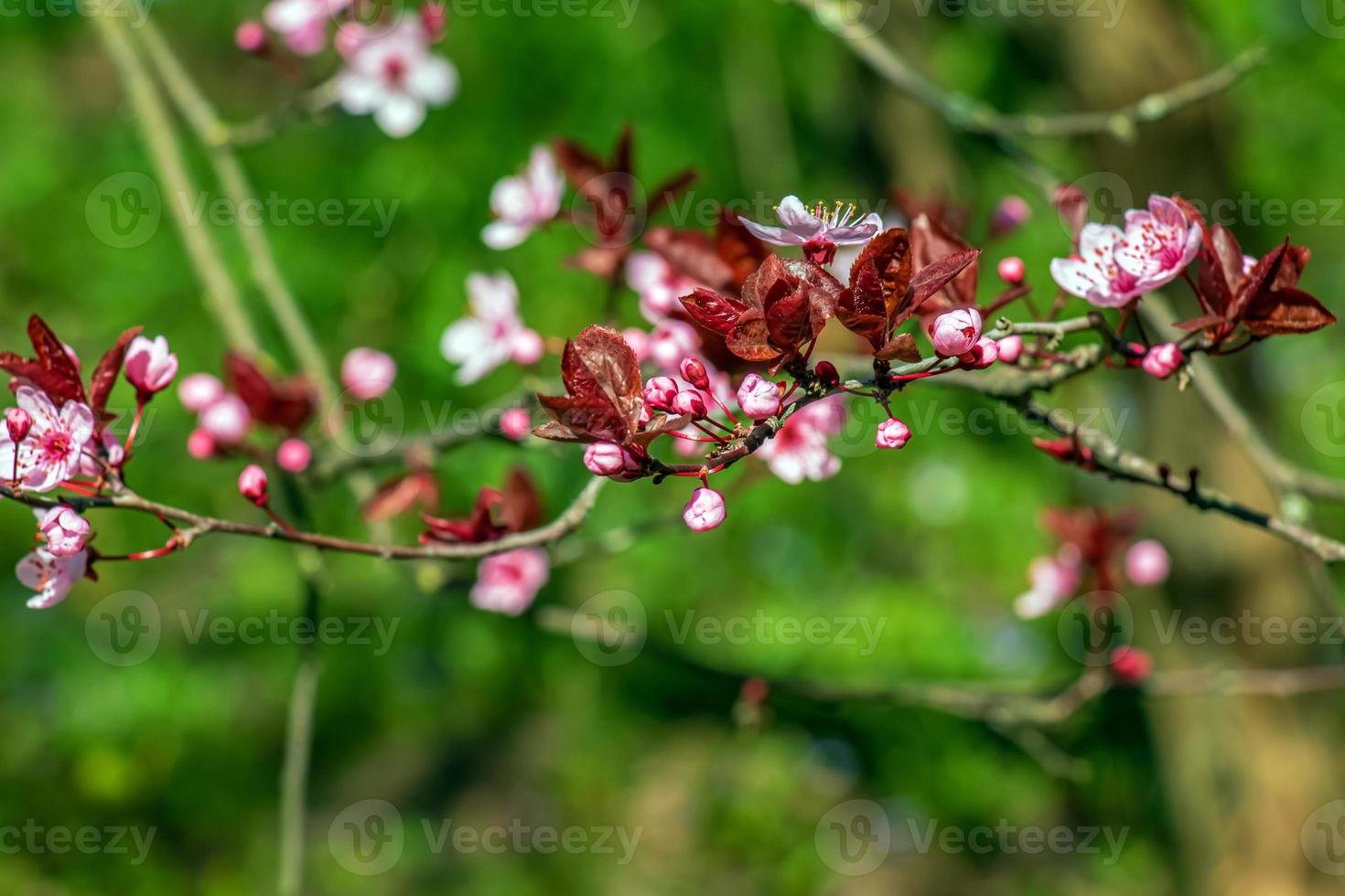 prunus cerasifera pissardii arbre fleur avec rose fleurs. printemps brindille de cerise, prunus cerasus sur flou Naturel jardin Contexte. sélectif se concentrer. Frais fond d'écran, la nature Contexte concept photo