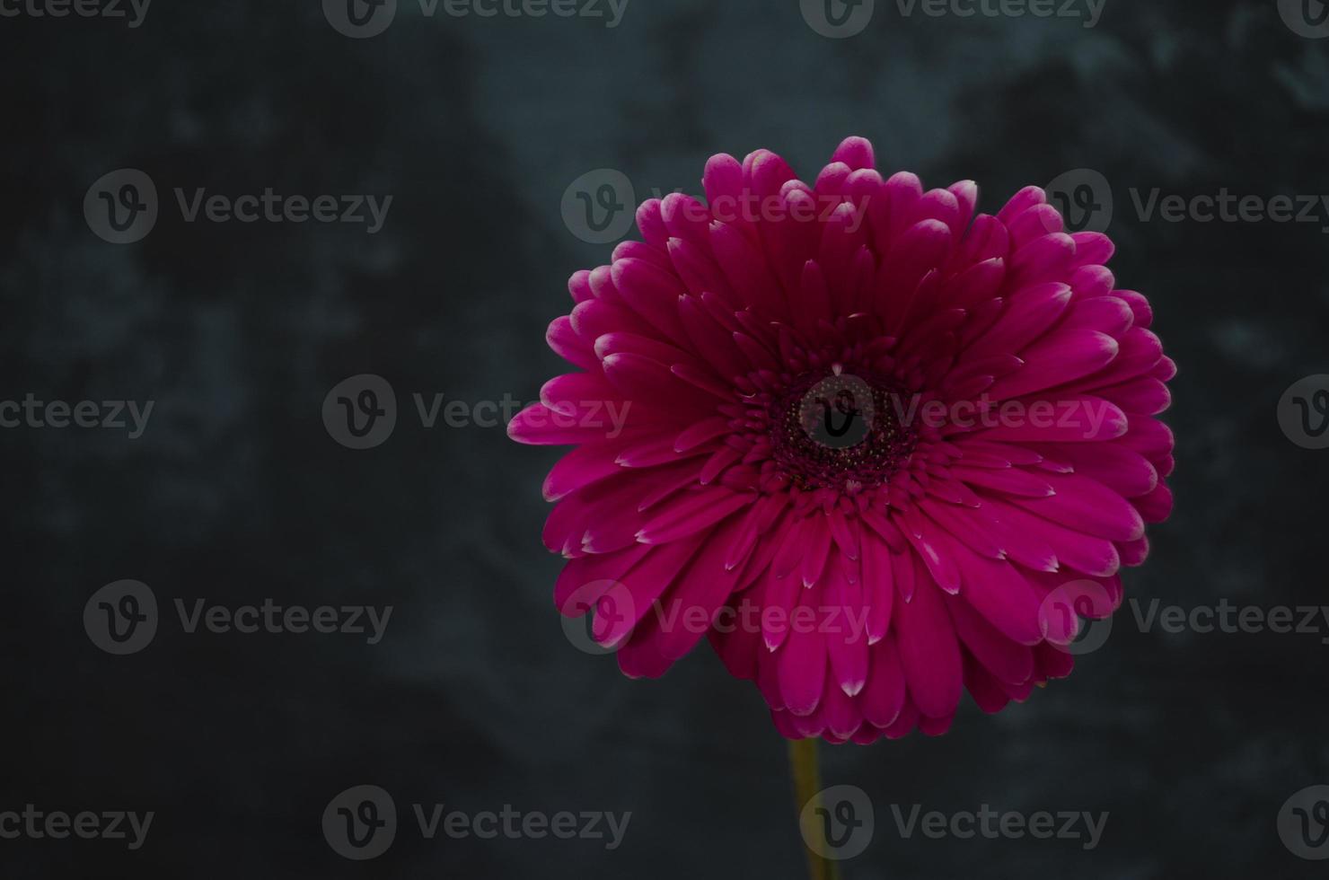 Gerber Marguerite sur le foncé Contexte. rose fleur fermer. brillant Frais la nature fleur. photo