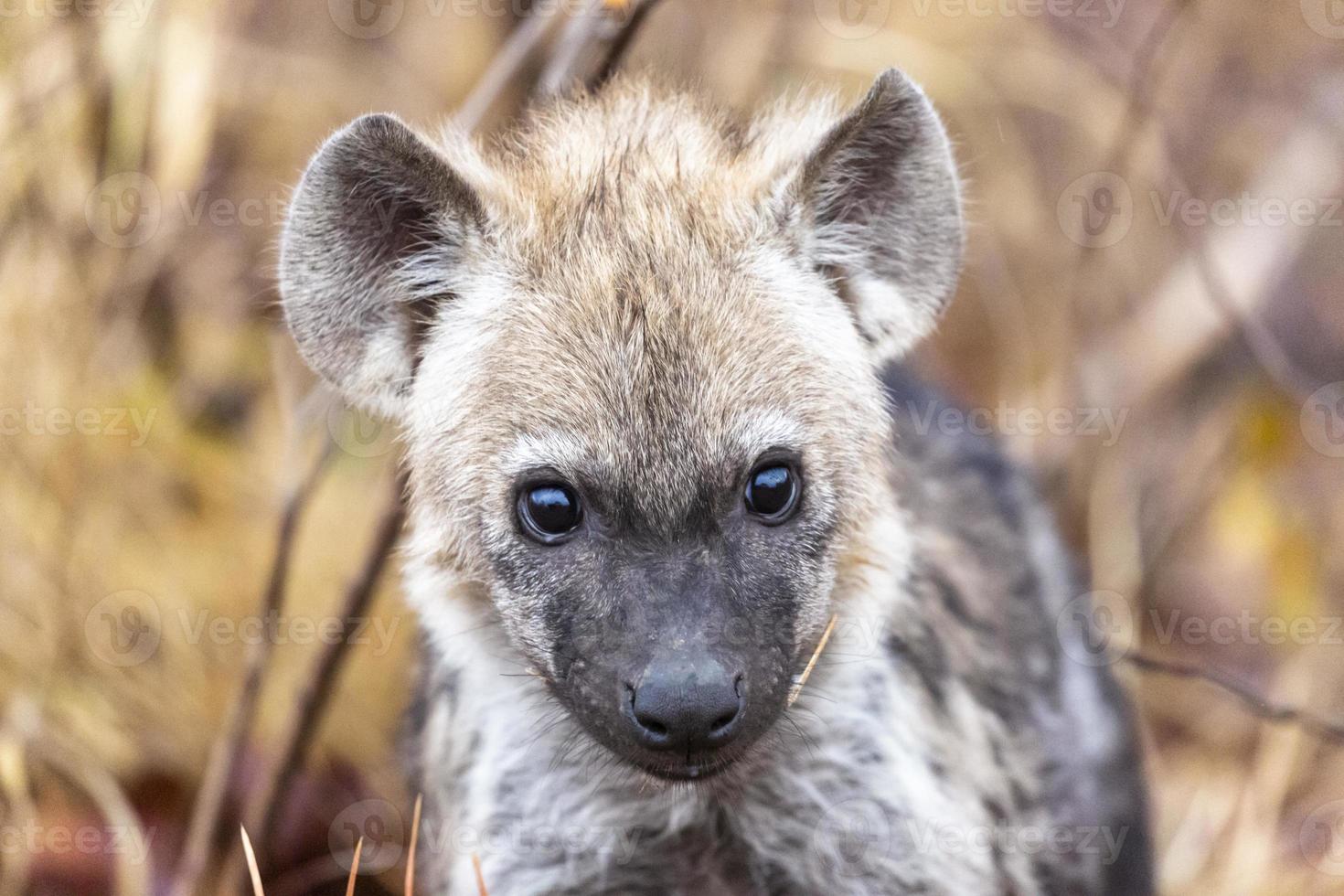 hyène lionceau à la recherche dans le caméra photo