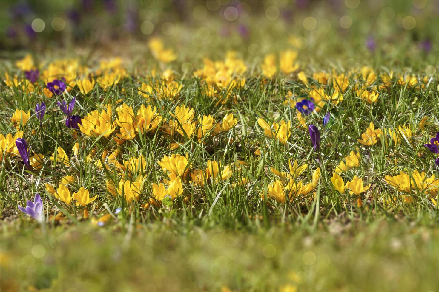 Renoncule jaune en plein essor sur le grand pré photo