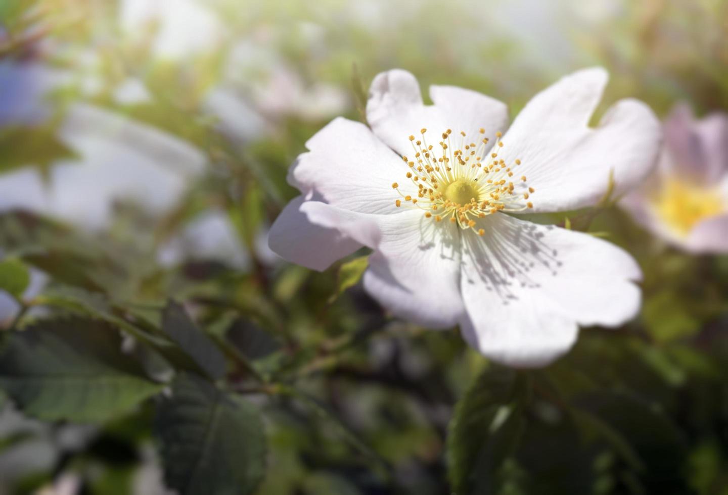 fleurs roses roses sur un buisson vert. photo