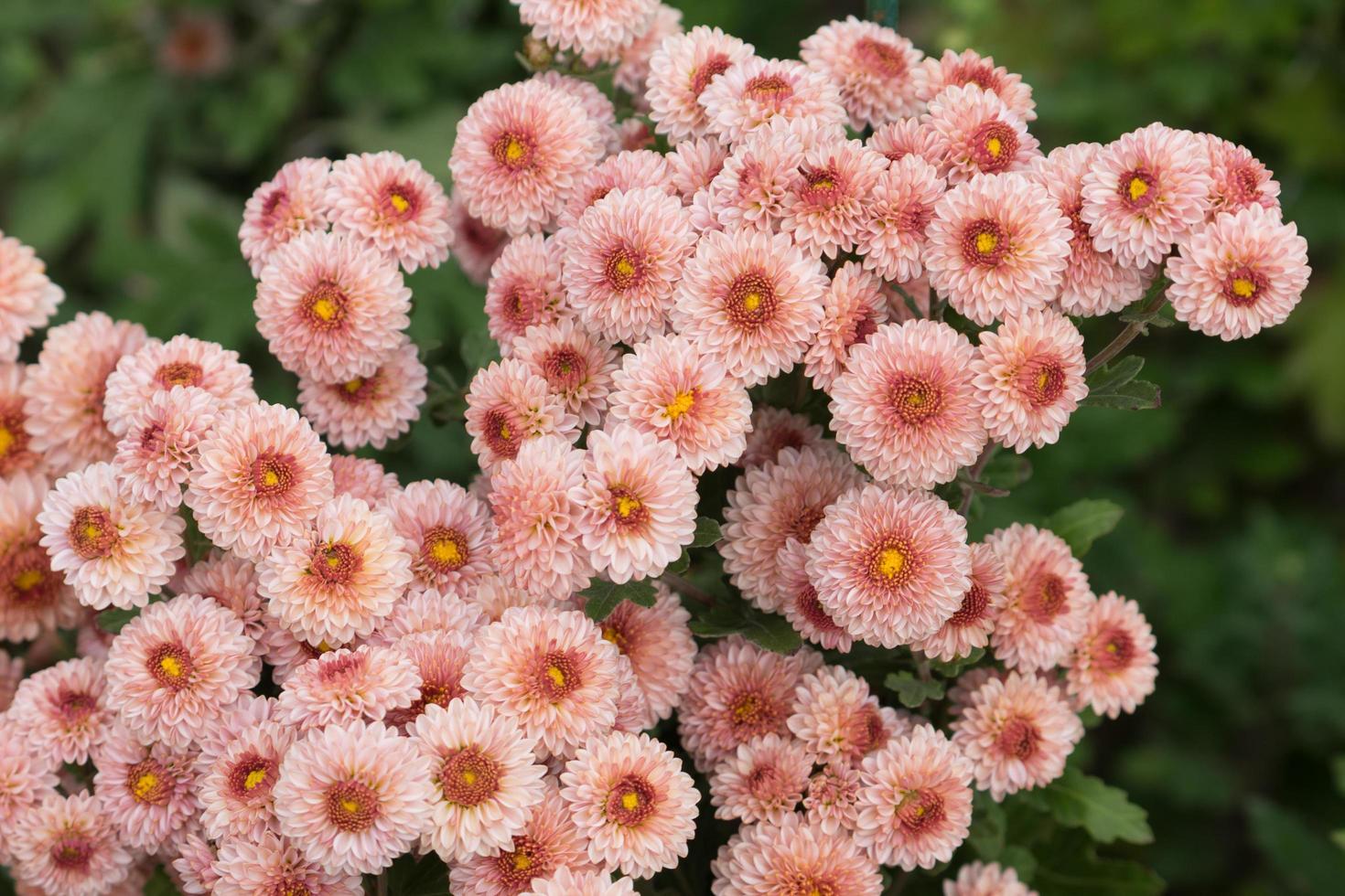 Fleurs de chrysanthème rose sur un buisson vert photo