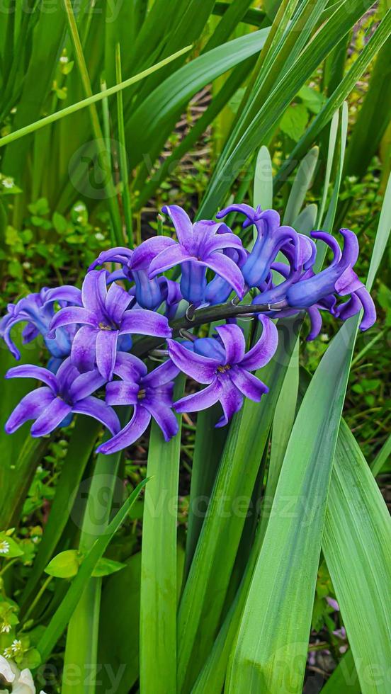 vert les plantes dans été. fleurs dans le jardin. Contexte fond d'écran. photo