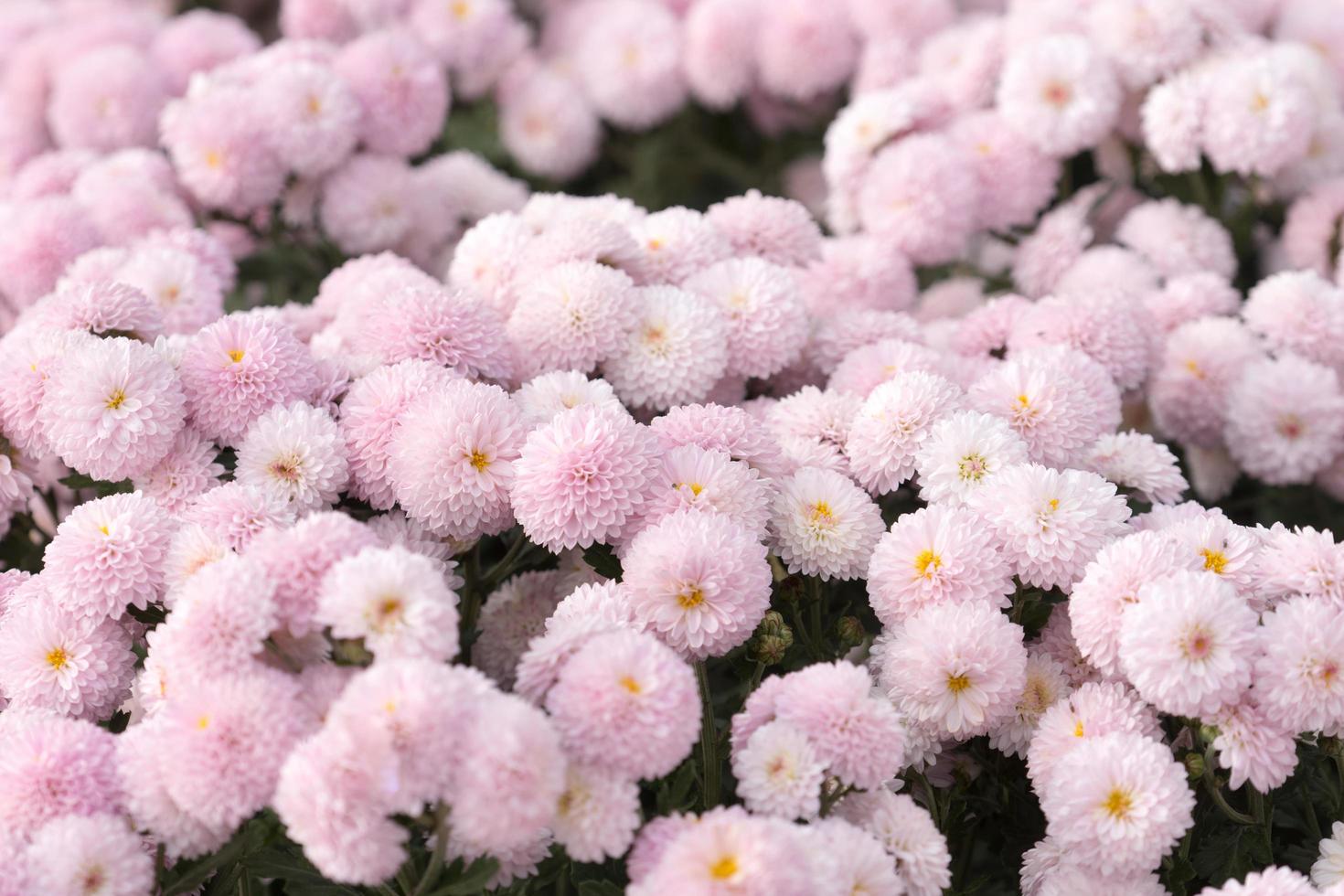 fond floral de délicats chrysanthèmes roses photo