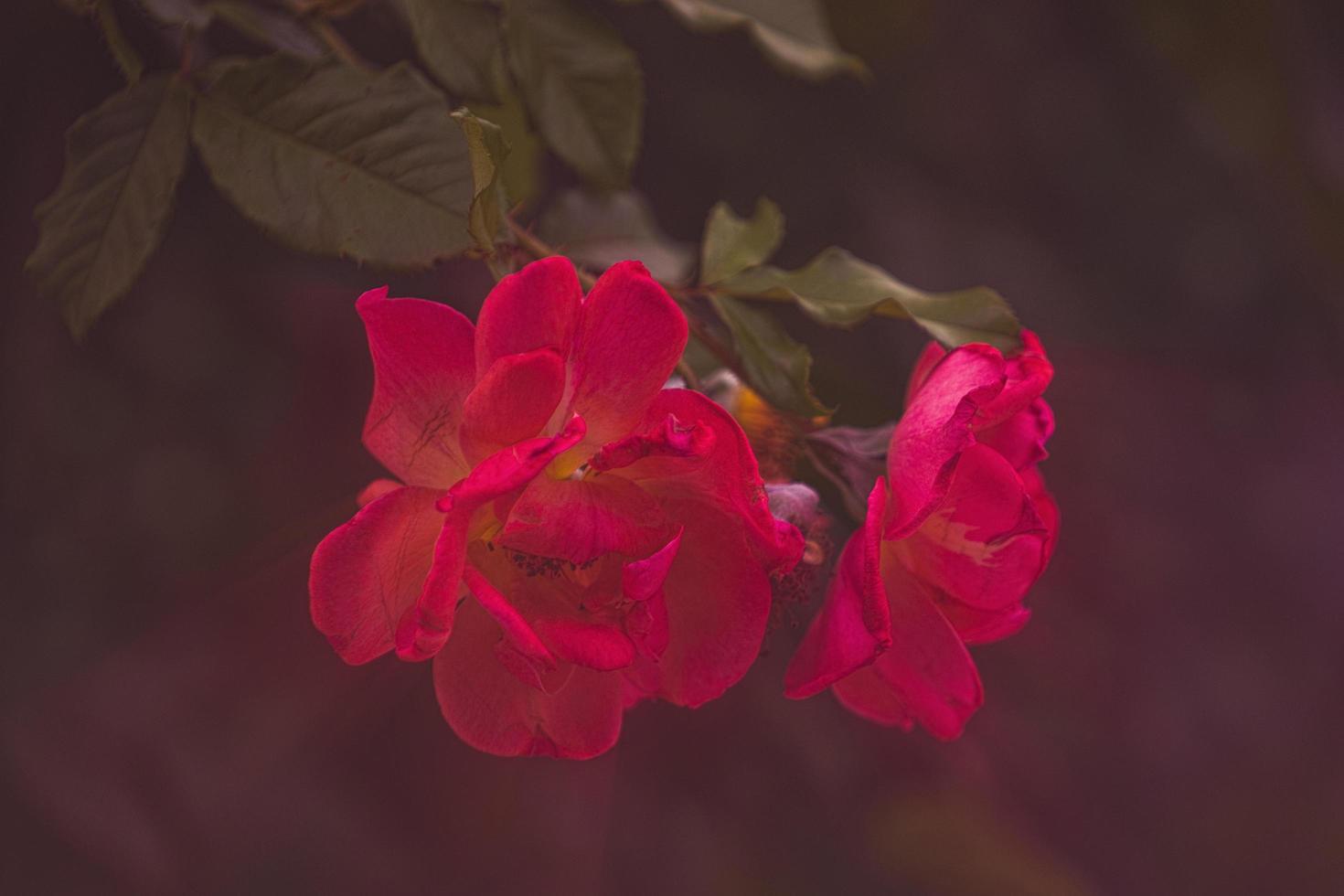 fond floral vintage avec des roses rouges photo
