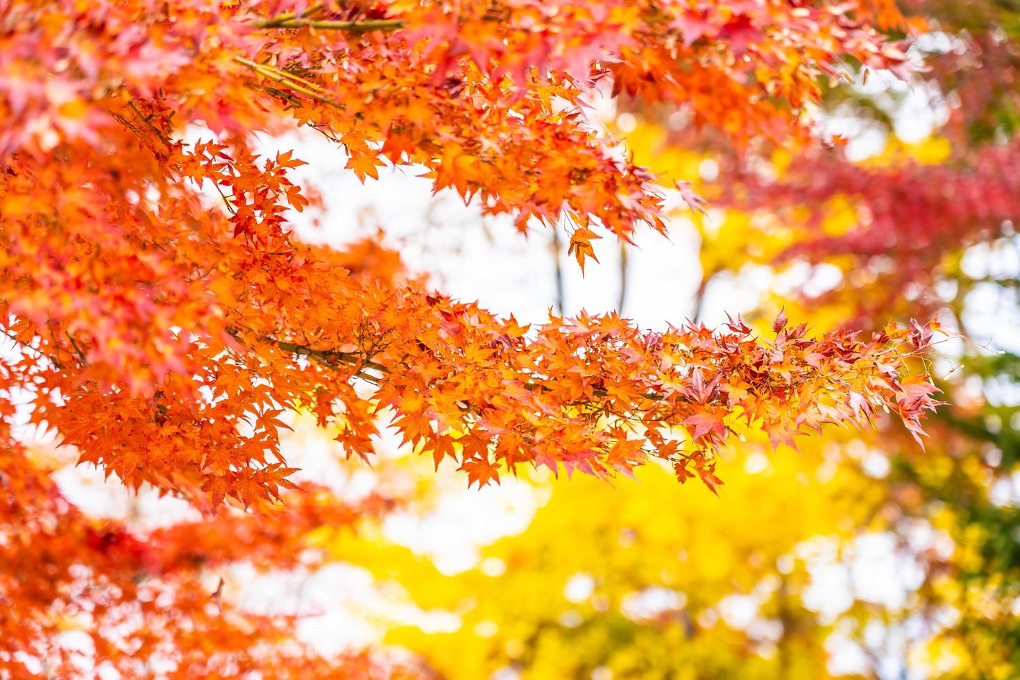 arbre feuille d'érable rouge photo