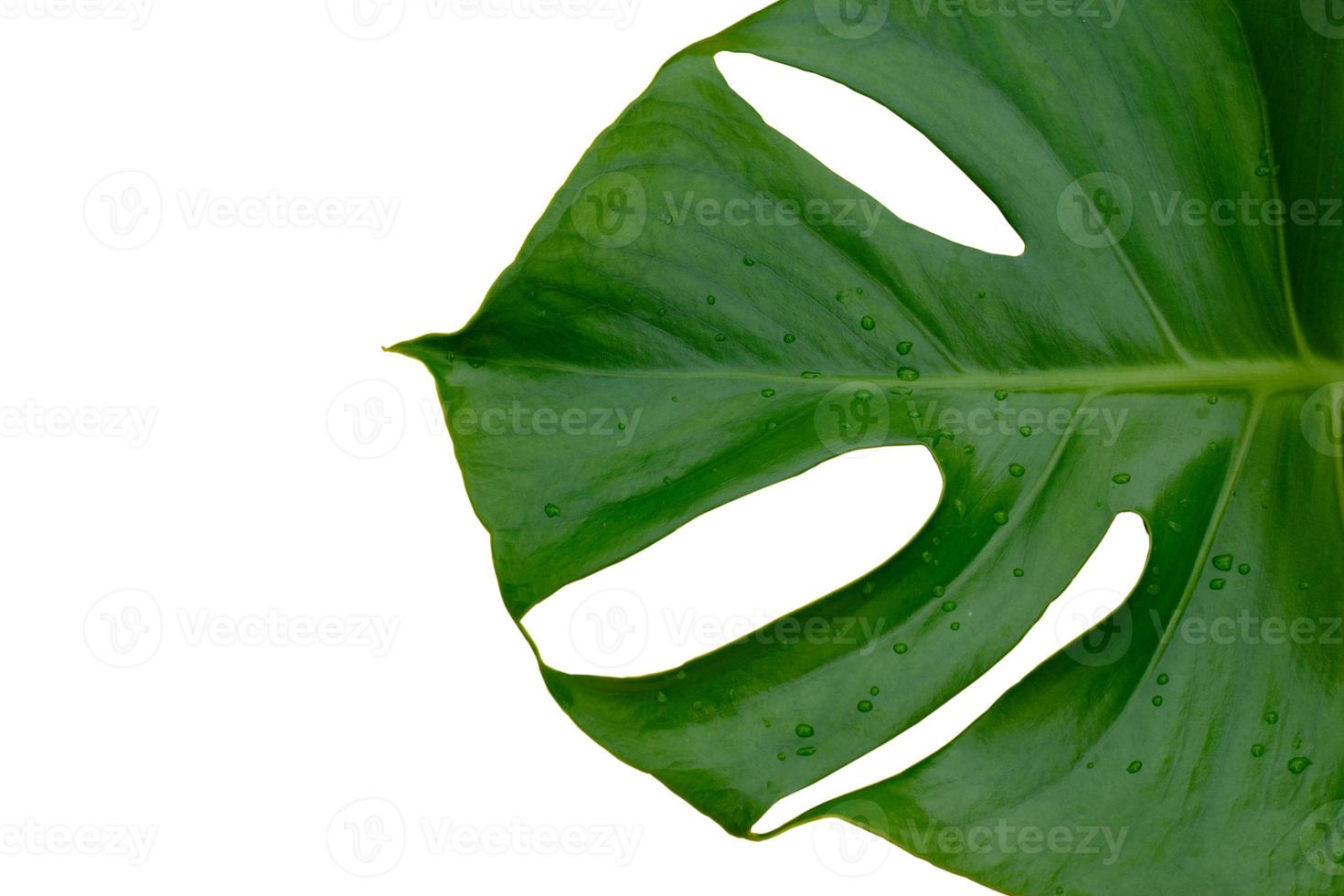 Feuille de plante monstera isolé sur fond blanc photo