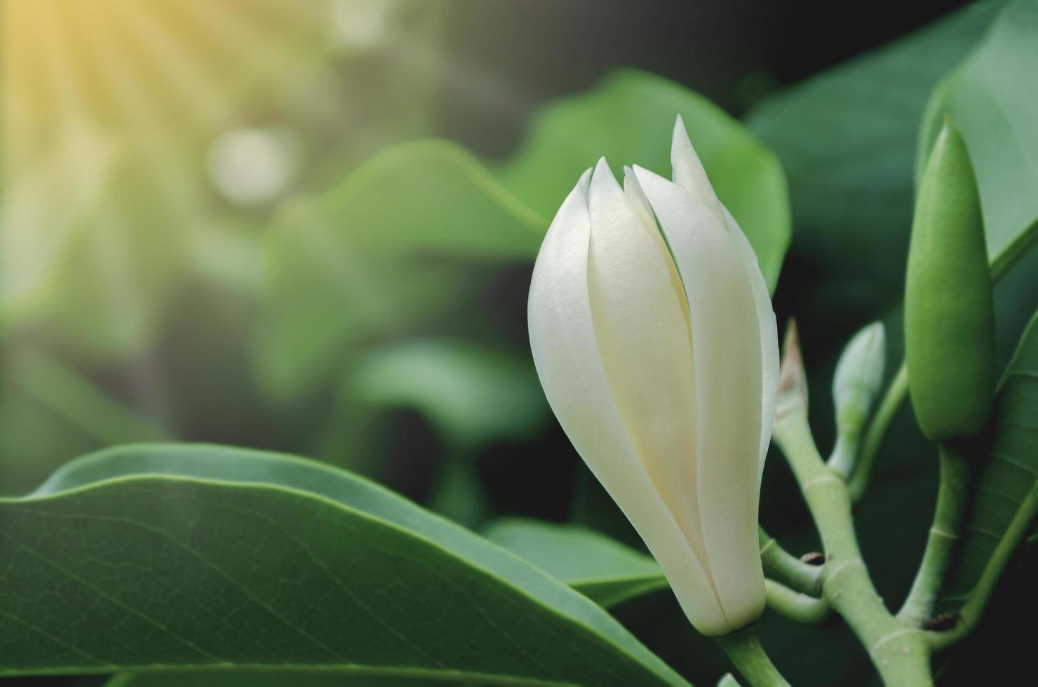 Fleur de champaka blanche ou michelia alba photo