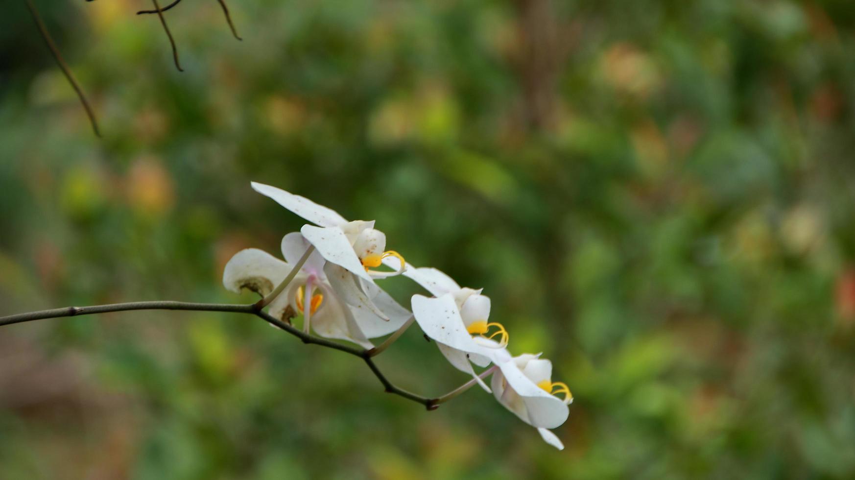 lune orchidée, blanc orchidée dans une fleur jardin. photo