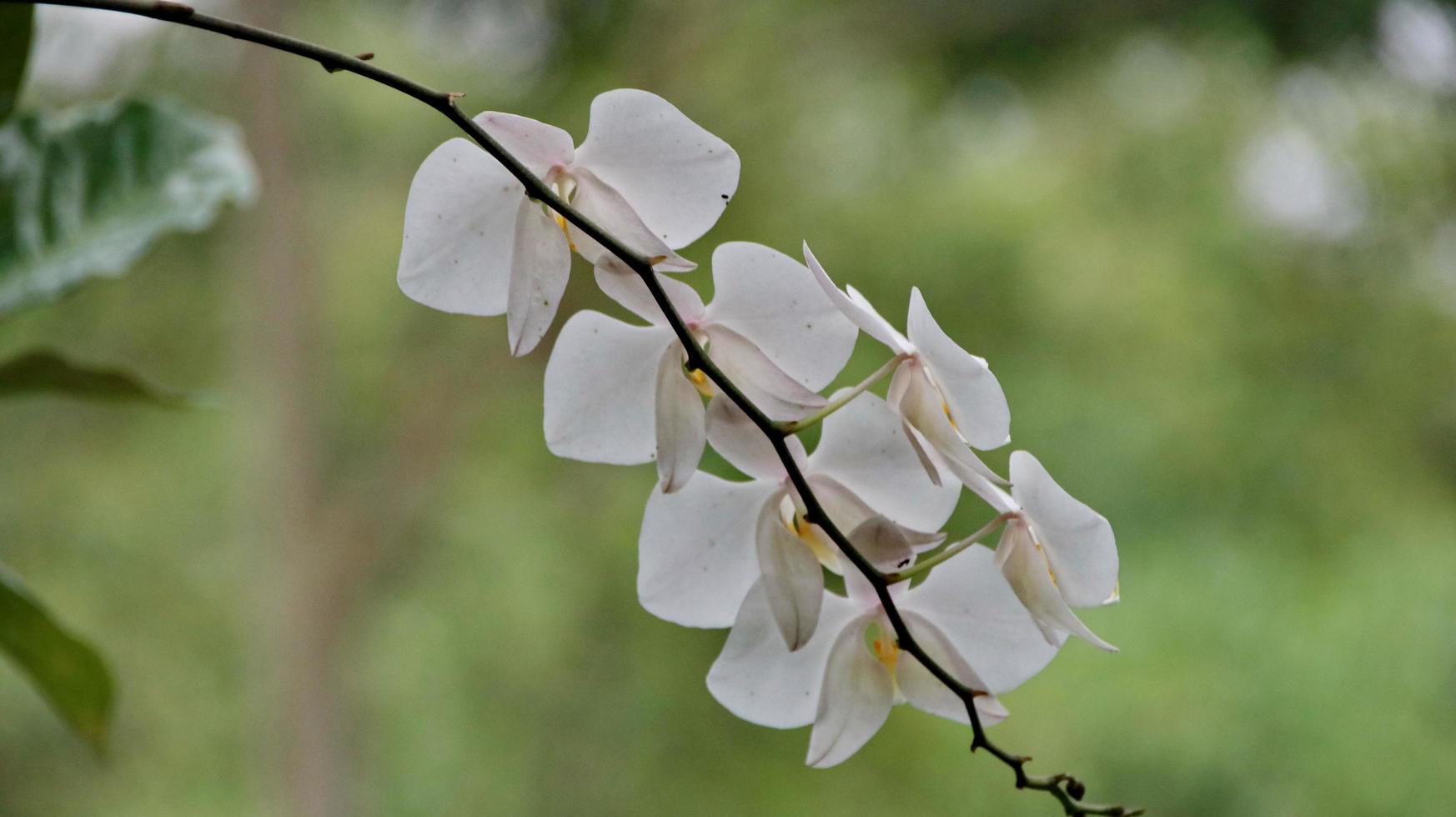 lune orchidée, blanc orchidée dans une fleur jardin. photo
