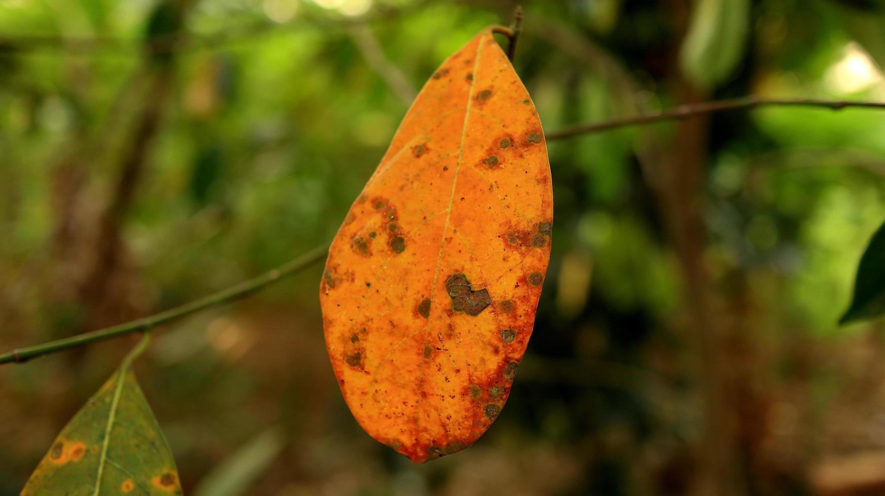 jacquier feuilles cette sont déjà sec et encore gree photo