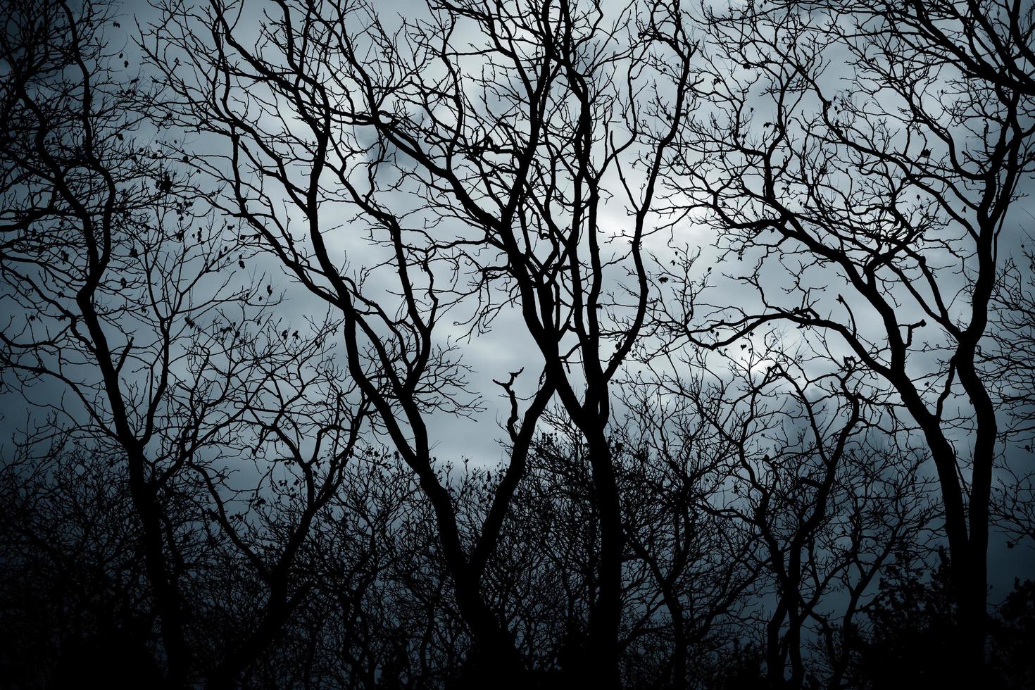 vue de la forêt effrayante avec fond de ciel dramatique. photo