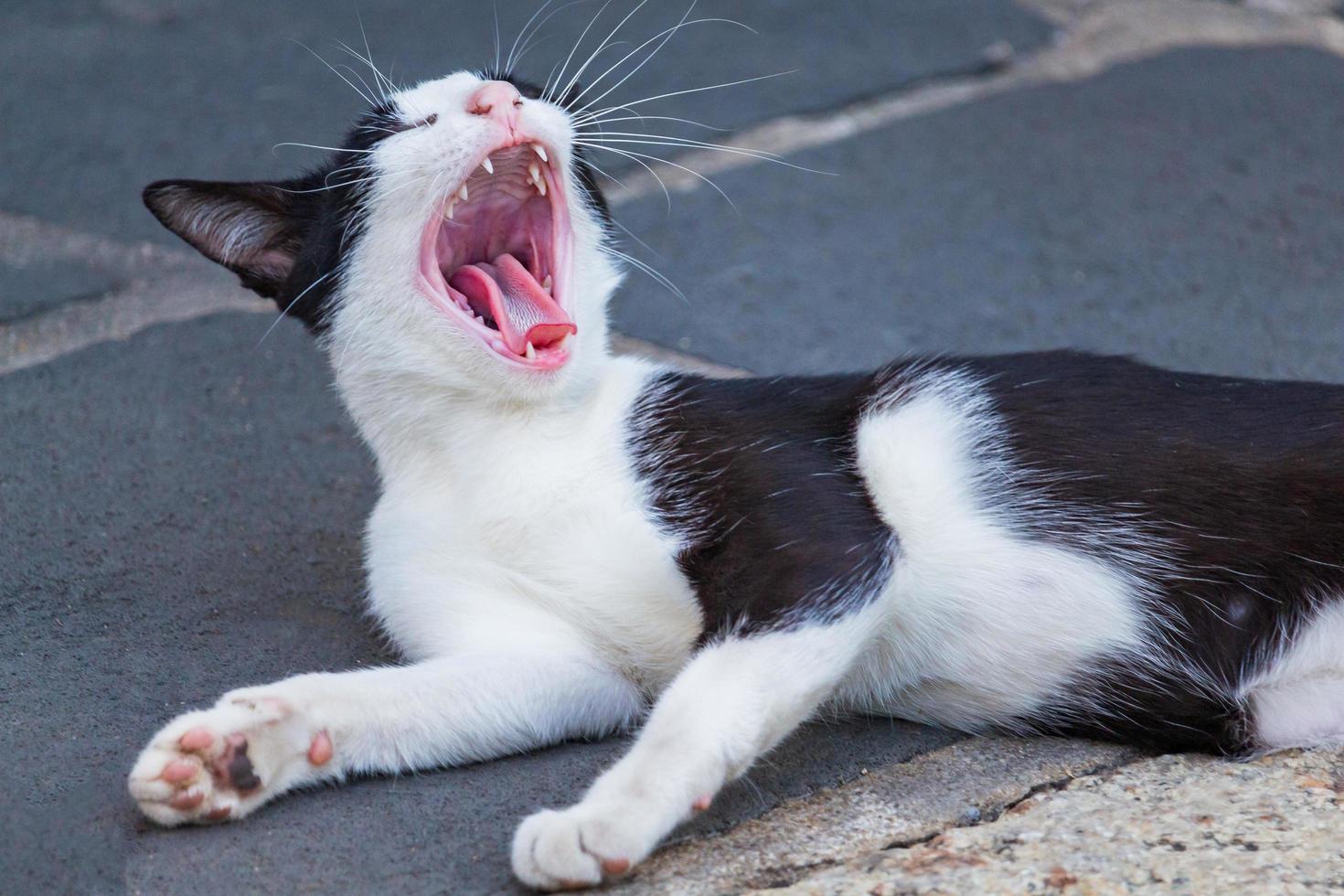 chat bâillant dans la rue photo