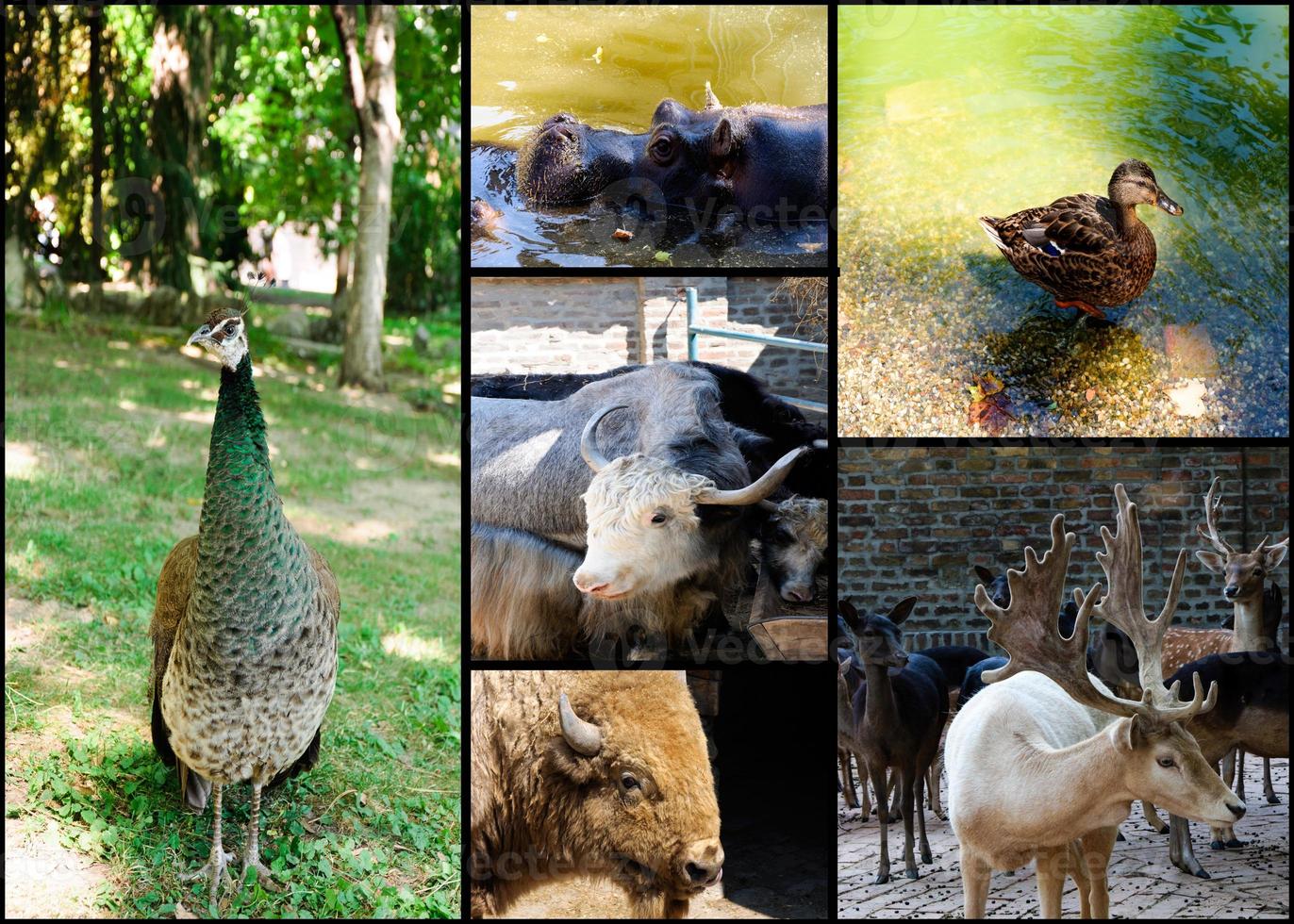 bouquet de animaux photo