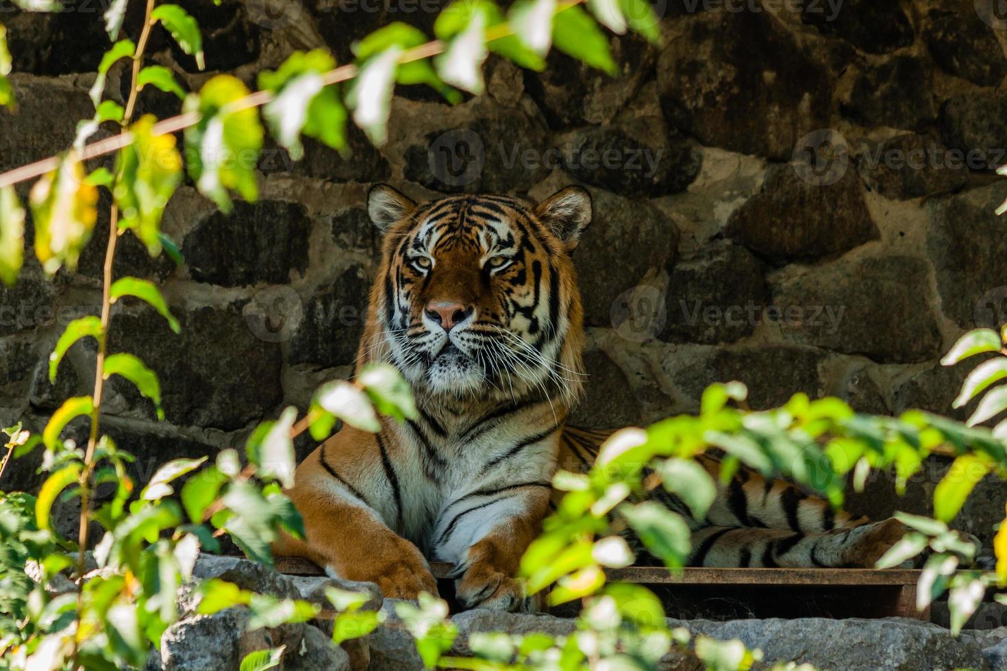 tigre se reposant à l'ombre en gros plan photo