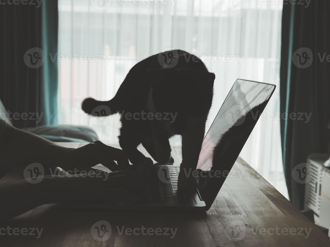 asiatique fille travail dans de face de une portable ordinateur avec une chat en marchant par portable photo