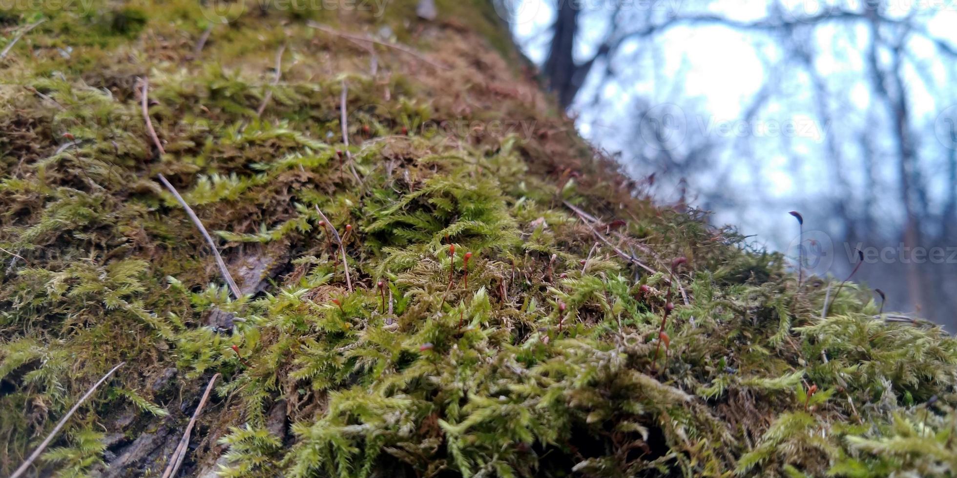 flou mousse Contexte. vert mousse sur le sol. vieux arbre et Jeune herbe. printemps la nature. photo