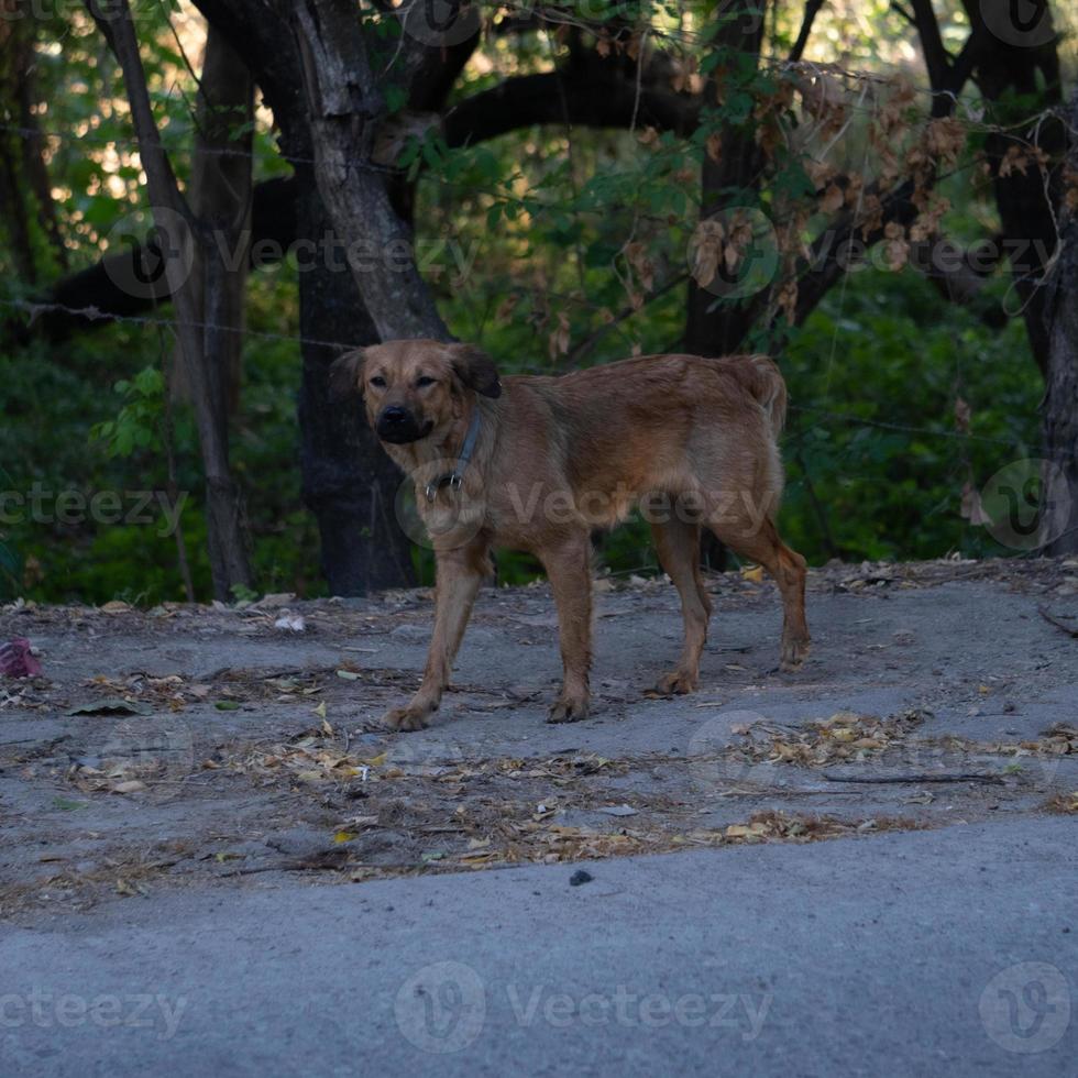 chien effrayant dans une forêt photo