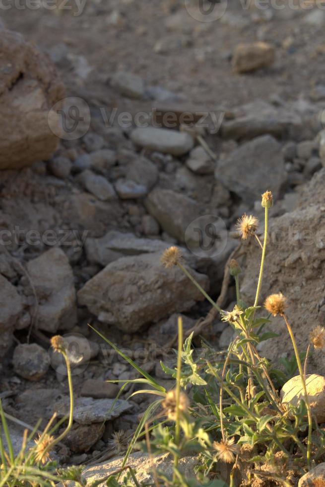 fleurs croissance sur le rochers photo