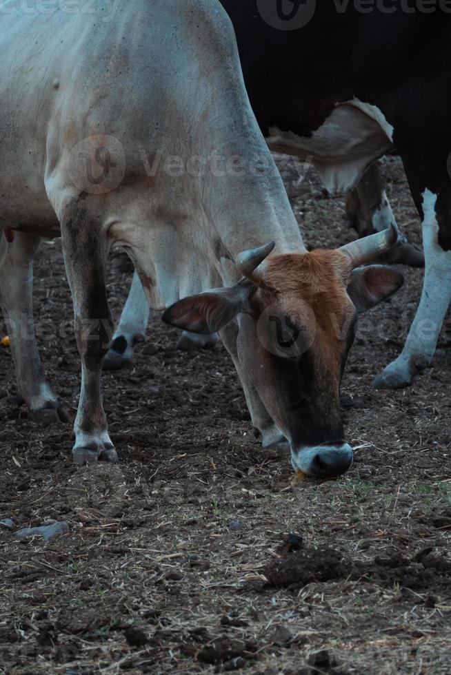 portrait de une vache à le ferme photo