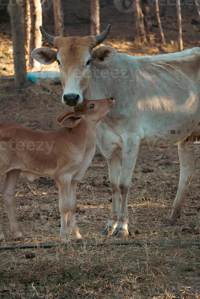 le l'amour de une vache et ses vache veau photo